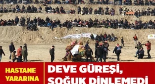 Deve güreşi, soğuk dinlemedi