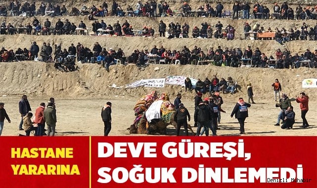 Deve güreşi, soğuk dinlemedi