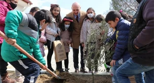 Okul bahçesinde zeytin fidanları toprakla buluştu