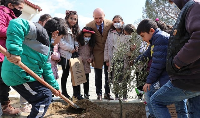 Okul bahçesinde zeytin fidanları toprakla buluştu