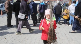 Vatandaşlara 9 bin adet aşılı ceviz fidanı dağıtıldı