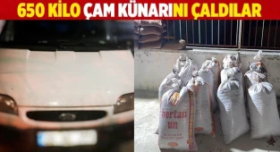650 kilogram çam künarını çaldılar