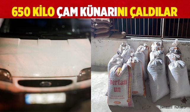 650 kilogram çam künarını çaldılar