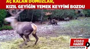 Aç kalan domuzlar, kızıl geyiğin yemek keyfini bozdu