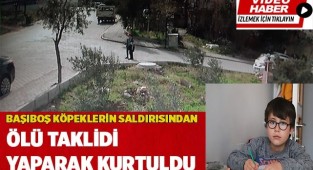 Başıboş köpeklerin saldırısından ölü taklidi yaparak kurtuldu