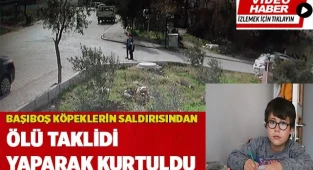 Başıboş köpeklerin saldırısından ölü taklidi yaparak kurtuldu