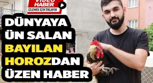 Bayılan horozdan üzen haber