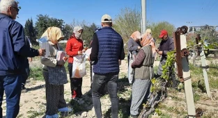Denizli’de Bağlarda Salkım Güvesine Karşı Biyoteknik Mücadele Alanları Artıyor