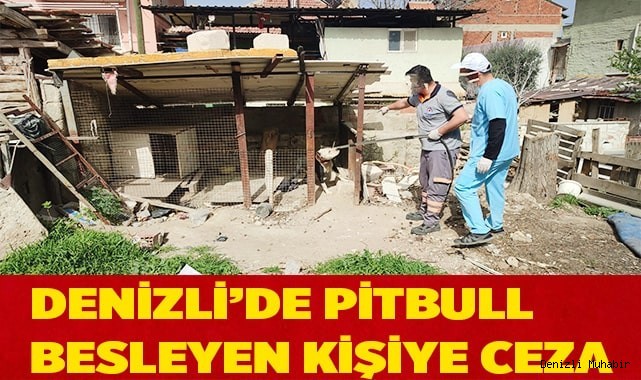 Denizli’de pitbull besleyen kişiye ceza