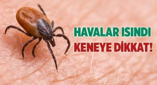 Havaların ısınmasıyla keneler arttı