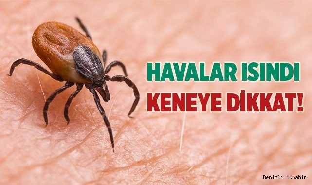 Havaların ısınmasıyla keneler arttı