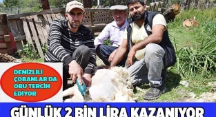 Koyun kırkma işinden günlük 2 bin TL kazanıyor