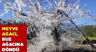 Meyve ağacı, buz ağacına döndü
