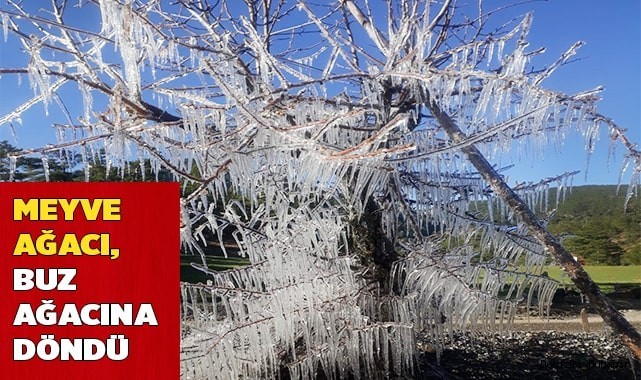 Meyve ağacı, buz ağacına döndü