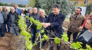 Üzüm üreticilerine büyük destek