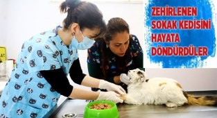 Zehirlenen sokak kedisini hayata döndürdüler