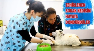 Zehirlenen sokak kedisini hayata döndürdüler