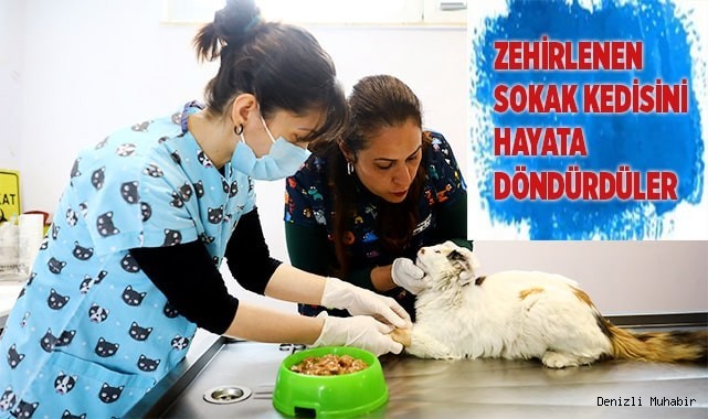 Zehirlenen sokak kedisini hayata döndürdüler