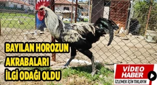 Bayılan horozun akrabaları ilgi odağı oldu