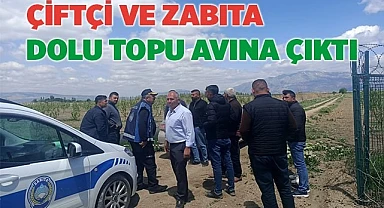Çiftçi ve zabıta dolu topu avına çıktı
