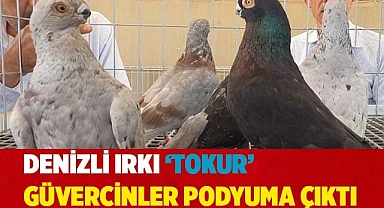 Denizli ırkı ‘Tokur’ güvercinler podyuma çıktı