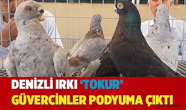 Denizli ırkı ‘Tokur’ güvercinler podyuma çıktı