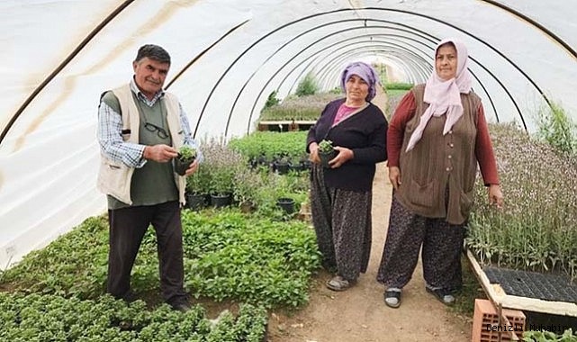 Havalar ısındı, fideye talep arttı
