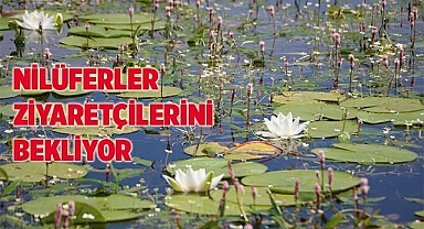 Işıklı Gölü, nilüfer tarlasına döndü