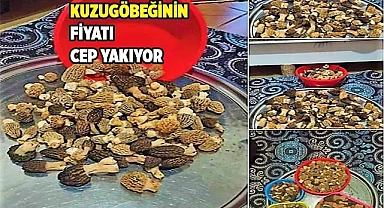 Kuzugöbeğinin fiyatı cep yakıyor