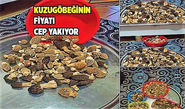 Kuzugöbeğinin fiyatı cep yakıyor