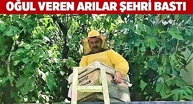 Oğul veren arılar şehri bastı