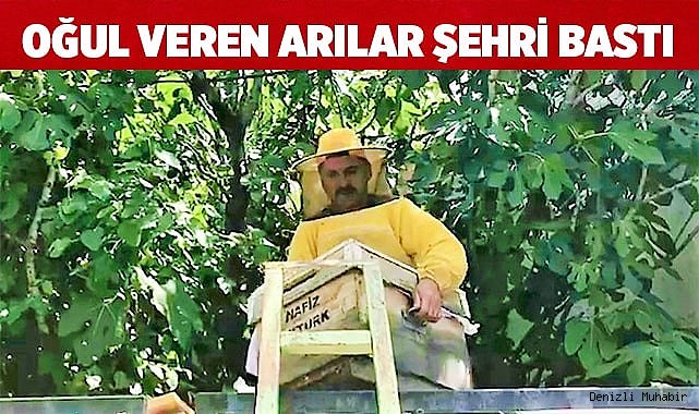 Oğul veren arılar şehri bastı