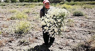 Şifa deposu Mayıs papatyasında hasat zamanı