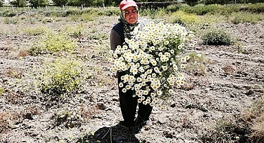 Şifa deposu Mayıs papatyasında hasat zamanı