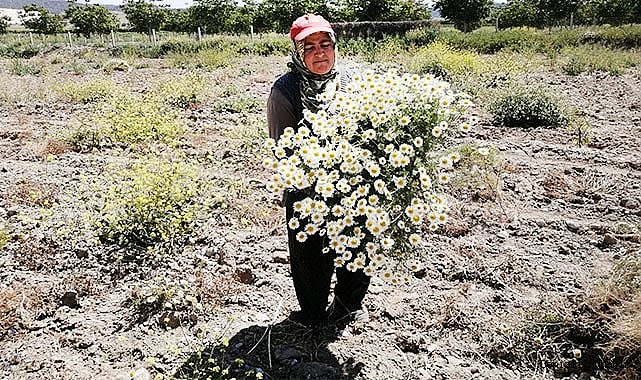 Şifa deposu Mayıs papatyasında hasat zamanı