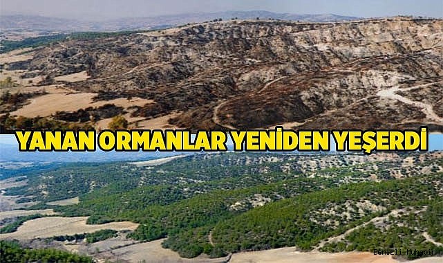 Yanan ormanlar küllerinden yeşerdi