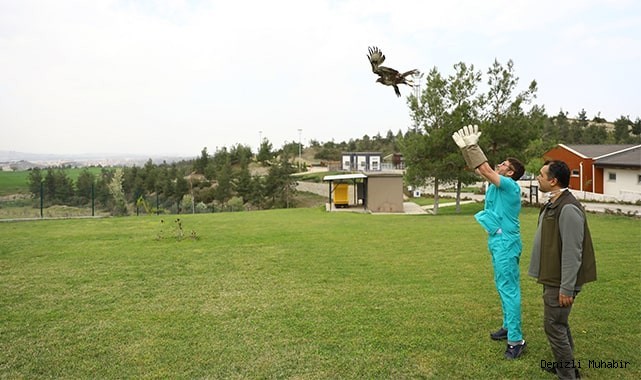 Yaralı kızıl şahin tedavi edildikten sonra doğaya bırakıldı