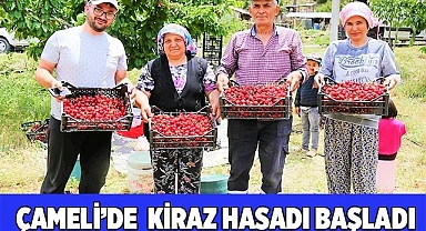 Çameli’de  kiraz hasatı başladı