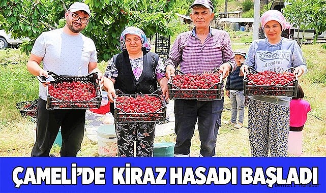 Çameli’de  kiraz hasatı başladı