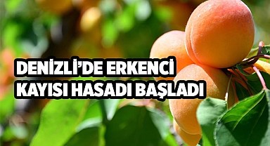 Denizli’de erkenci kayısı hasadı başladı