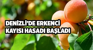 Denizli’de erkenci kayısı hasadı başladı