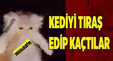 Kediyi tıraş edip  kaçtılar
