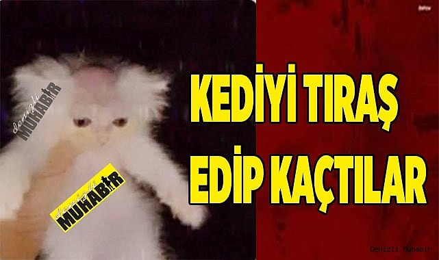Kediyi tıraş edip  kaçtılar