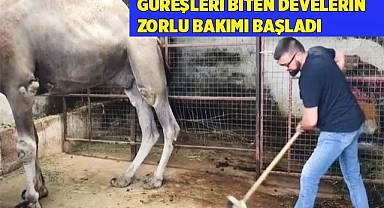 Güreşleri biten develerin zorlu bakımı başladı
