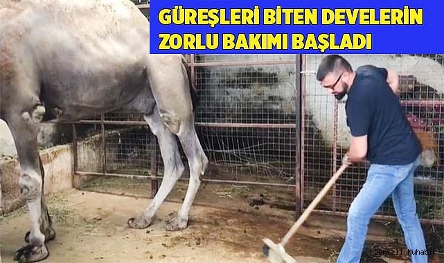 Güreşleri biten develerin zorlu bakımı başladı