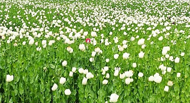 Denizli'de Haşhaş kapsülü alım fiyatları yeniden belirlendi