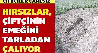 Hırsızlar, çiftçinin ürününe dadandı