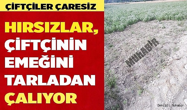 Hırsızlar, çiftçinin ürününe dadandı
