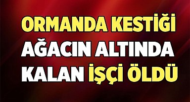 Kestiği ağacın altında kalan işçi öldü