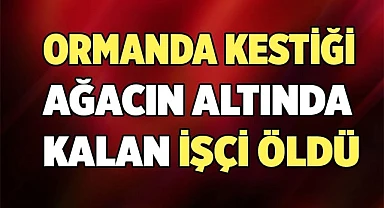 Kestiği ağacın altında kalan işçi öldü